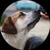 4dogrescuefunds
